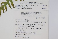 翅軸假金星蕨、短柄卵果蕨藏品圖，第2張