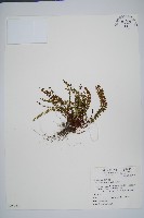 鐵角蕨藏品圖，第1張