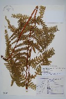 毛囊紫柄蕨藏品圖，第1張