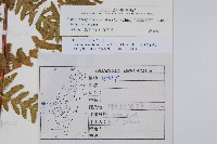 毛囊紫柄蕨藏品圖，第2張