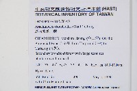斜方複葉耳蕨藏品圖，第2張