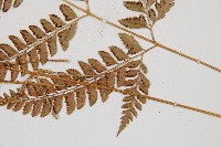 斜方複葉耳蕨藏品圖，第3張