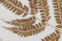 斜方複葉耳蕨藏品圖，第4張