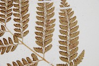 斜方複葉耳蕨藏品圖，第5張