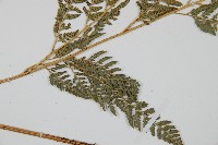 小葉複葉耳蕨藏品圖，第4張