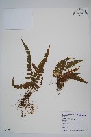 尾葉茯蕨藏品圖，第1張