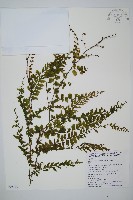 瓶蕨藏品圖，第1張