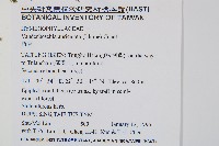 瓶蕨藏品圖，第2張