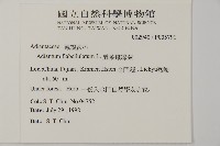 扇葉鐵線蕨藏品圖，第2張