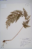 烏蕨藏品圖，第1張