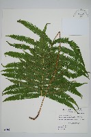 擬密毛毛蕨藏品圖，第1張