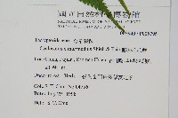 擬密毛毛蕨藏品圖，第2張