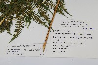 粗毛金星蕨藏品圖，第2張