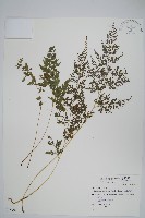 日本金粉蕨藏品圖，第1張