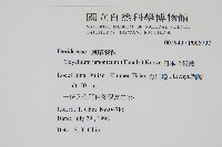 日本金粉蕨藏品圖，第2張