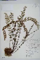 細葉碎米蕨藏品圖，第1張