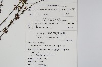 細葉碎米蕨藏品圖，第2張