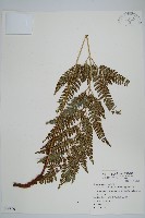 細葉複葉耳蕨藏品圖，第1張