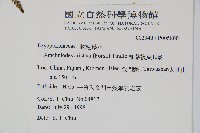 細葉複葉耳蕨藏品圖，第2張