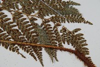 細葉複葉耳蕨藏品圖，第3張