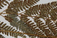 細葉複葉耳蕨藏品圖，第4張