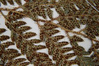 細葉複葉耳蕨藏品圖，第5張