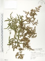 海金沙藏品圖，第1張