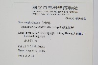 細葉蕗蕨藏品圖，第2張