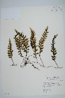 蕗蕨藏品圖，第1張