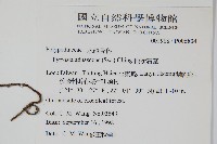 抱樹石葦藏品圖，第2張