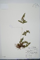 海島陵齒蕨藏品圖，第1張