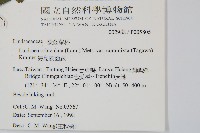 海島陵齒蕨藏品圖，第2張