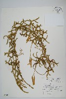 石松藏品圖，第1張