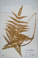 平羽鳳尾蕨藏品圖，第1張