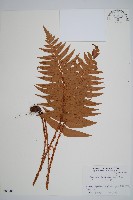 鞭葉耳蕨藏品圖，第1張