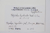 鞭葉耳蕨藏品圖，第2張