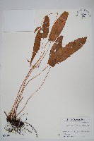 單葉新月蕨藏品圖，第1張