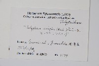 單葉新月蕨藏品圖，第2張