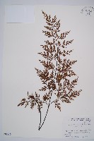威氏鐵角蕨藏品圖，第1張