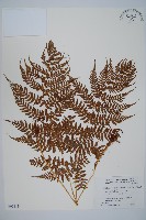 登錄號:P005811藏品圖，第1張
