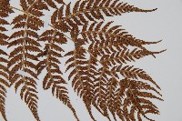 登錄號:P005811藏品圖，第3張