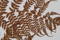 登錄號:P005811藏品圖，第4張