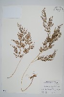 日本金粉蕨藏品圖，第1張