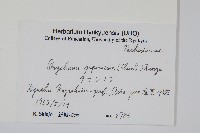 日本金粉蕨藏品圖，第2張