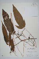 登錄號:P005813藏品圖，第1張