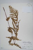 登錄號:P005814藏品圖，第1張