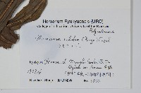 長葉星蕨藏品圖，第2張