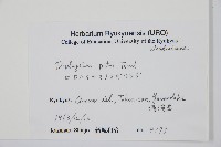 廣葉深山雙蓋蕨藏品圖，第2張