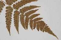 廣葉深山雙蓋蕨藏品圖，第3張