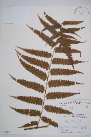 毛柄短腸蕨藏品圖，第1張